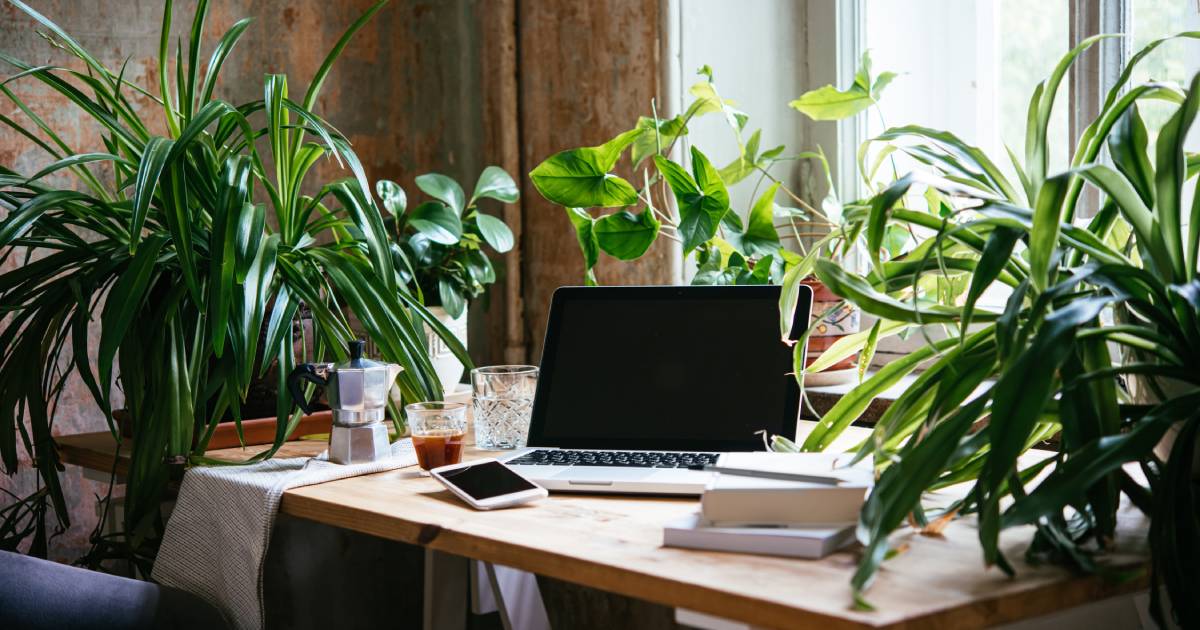 créer un espace vert au travail